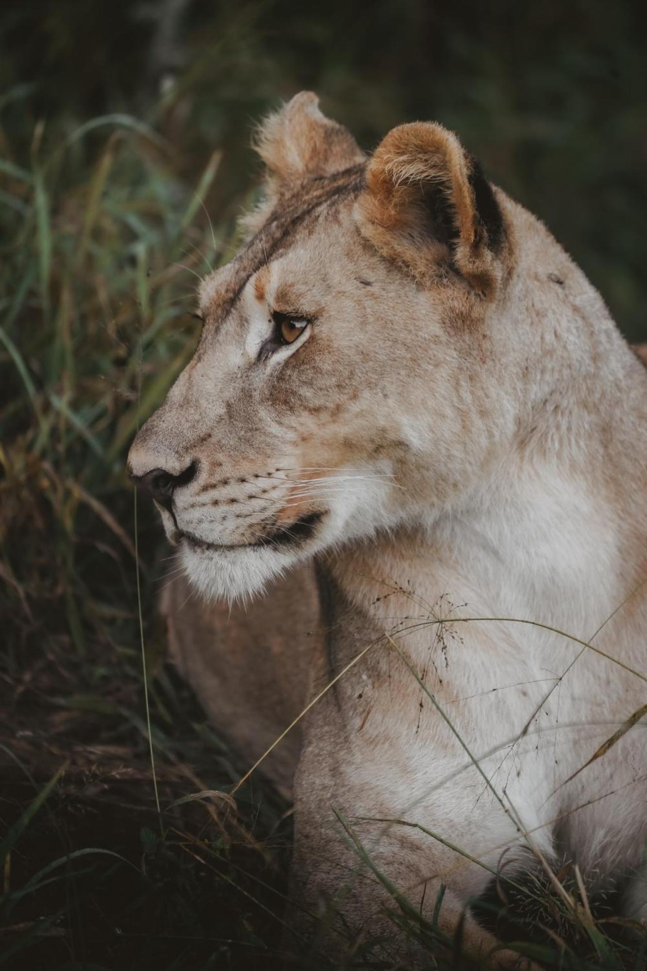 Rhino River Lodge Manyoni Private Game Reserve Exterior foto